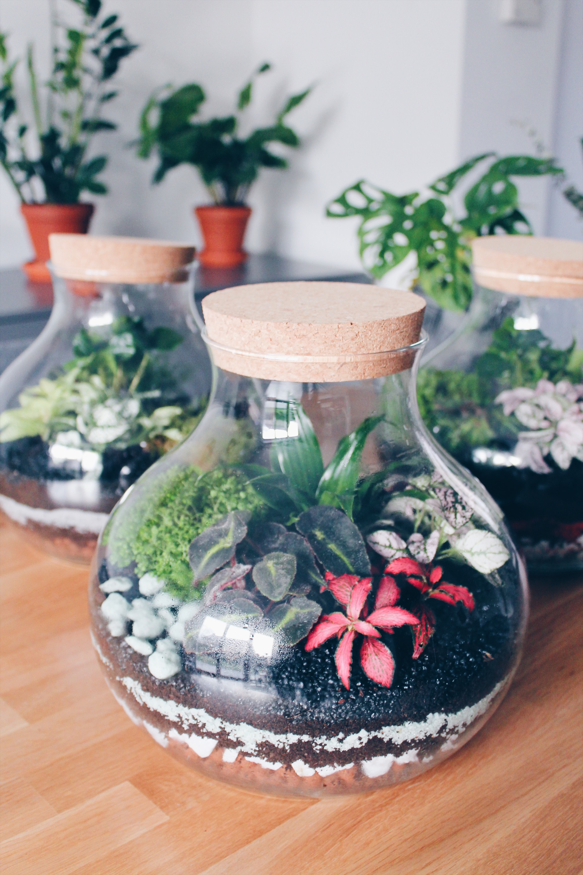 fairesonterrariumsoimemediylaualamenthe3 Lau à la menthe